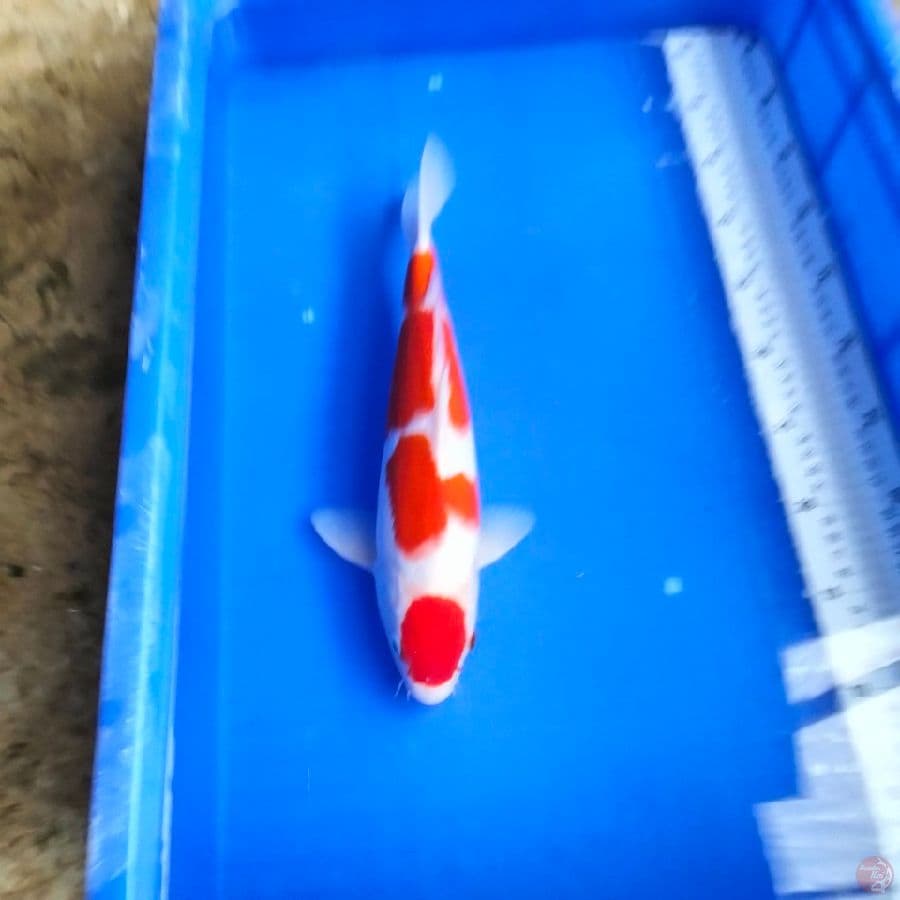 maruten 34cm