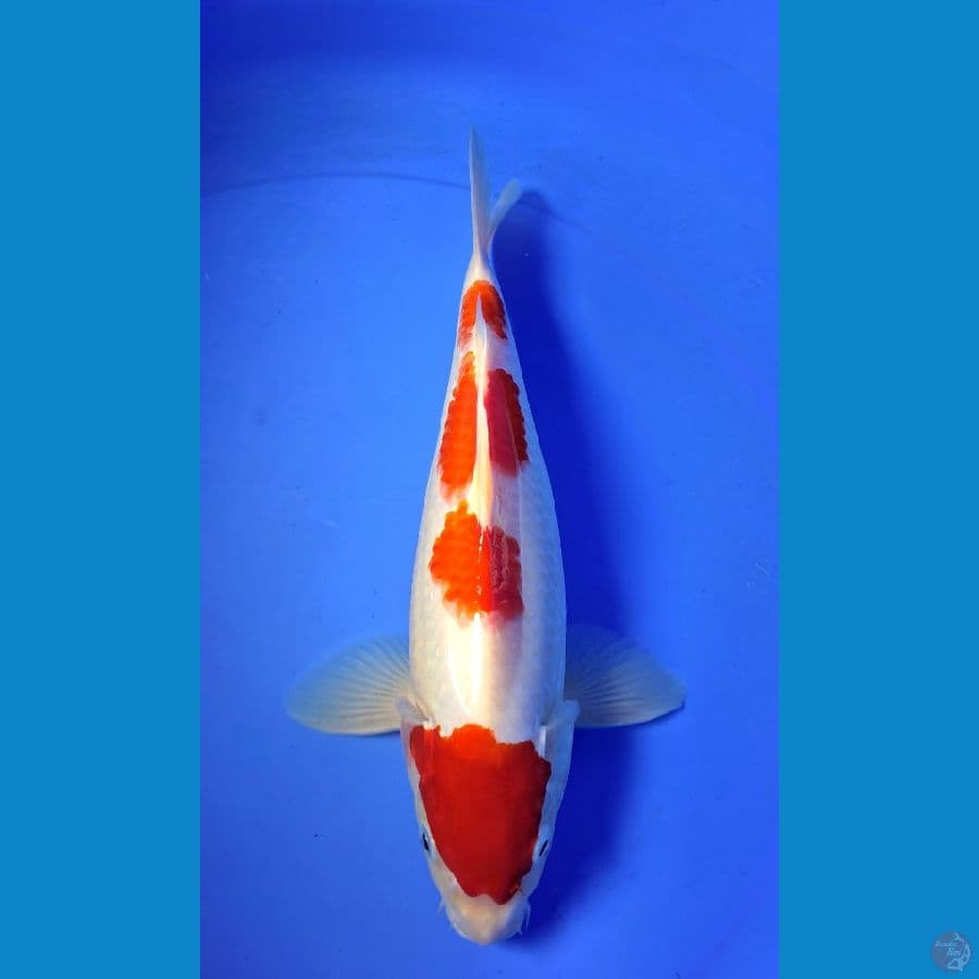 Kohaku #1
