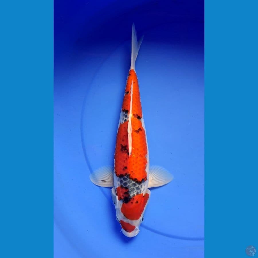 Goshiki 35cm