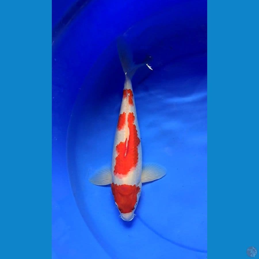 Kohaku #2