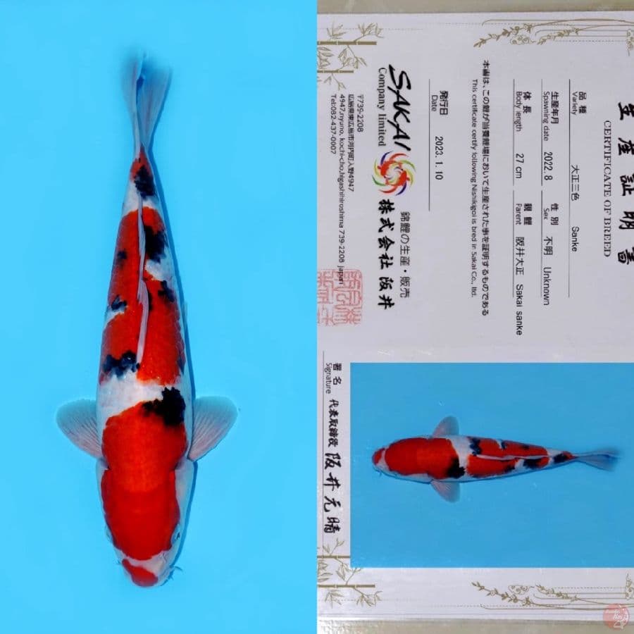 SAKAI SANDAN SANKE HQ 36CM