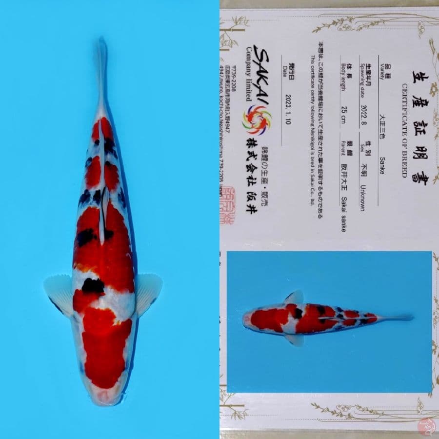 SAKAI YONDAN SANKE SQ 34CM