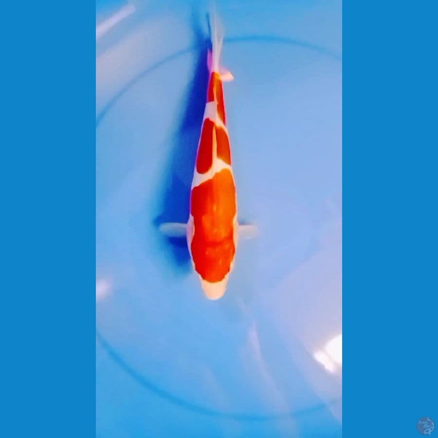 Kohaku Doitsu