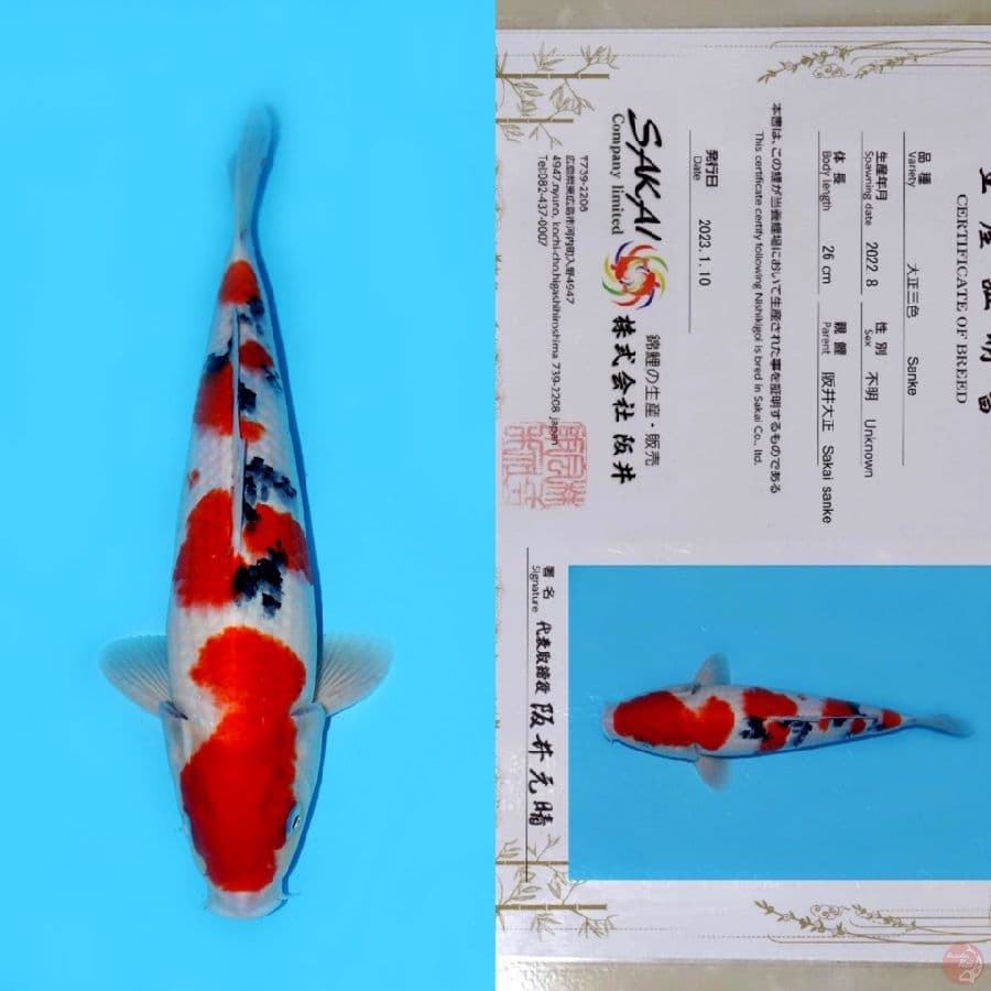 SAKAI YONDAN SANKE SQ 35CM