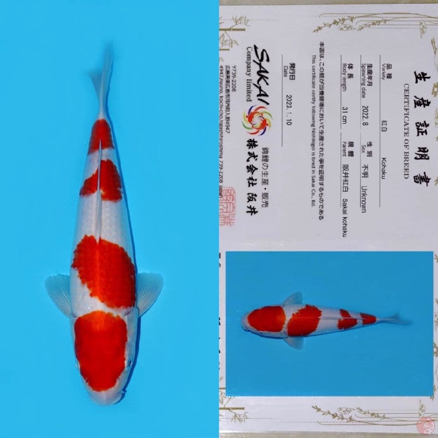 SAKAI YONDAN KOHAKU SQ 40CM