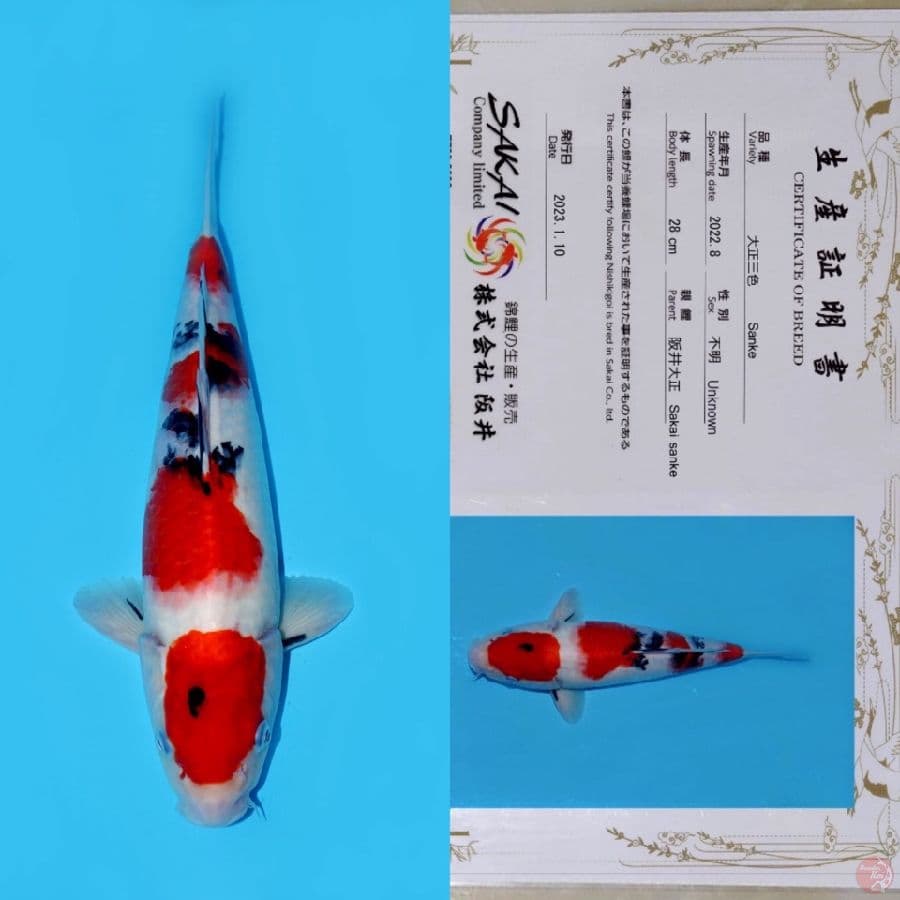 SAKAI MARUTEN YONDAN SANKE SQ 37CM