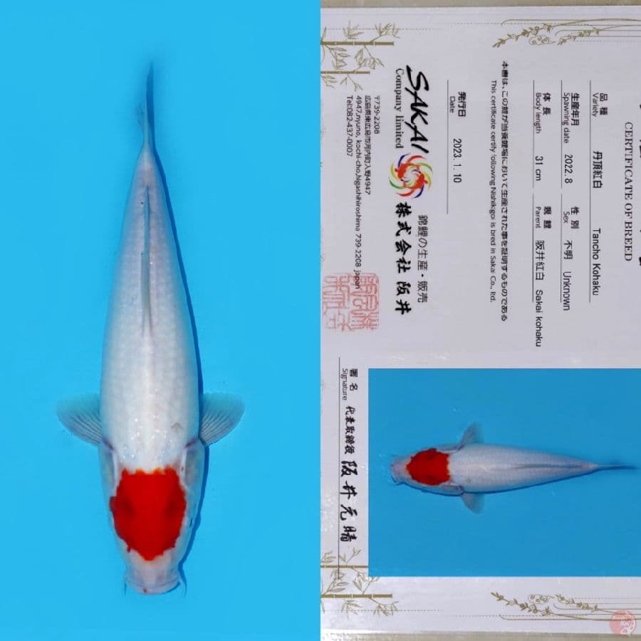 SAKAI TC KOHAKU HQ 40CM