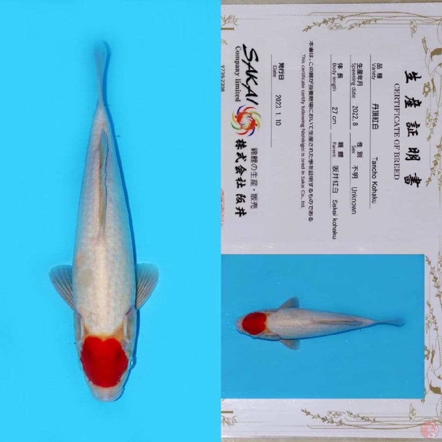 SAKAI TC KOHAKU HQ 36CM