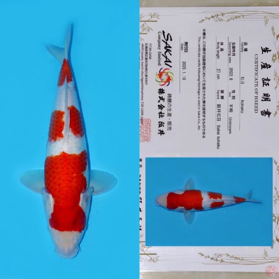 SAKAI SANDAN KOHAKU SQ 36CM