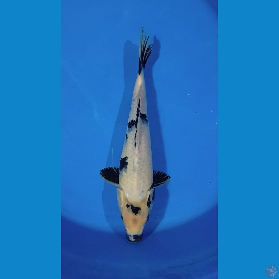 Shiro Utsuri 35 cm