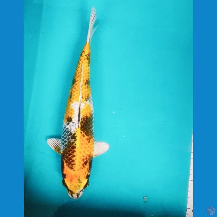 KIN SHOWA 34CM FM