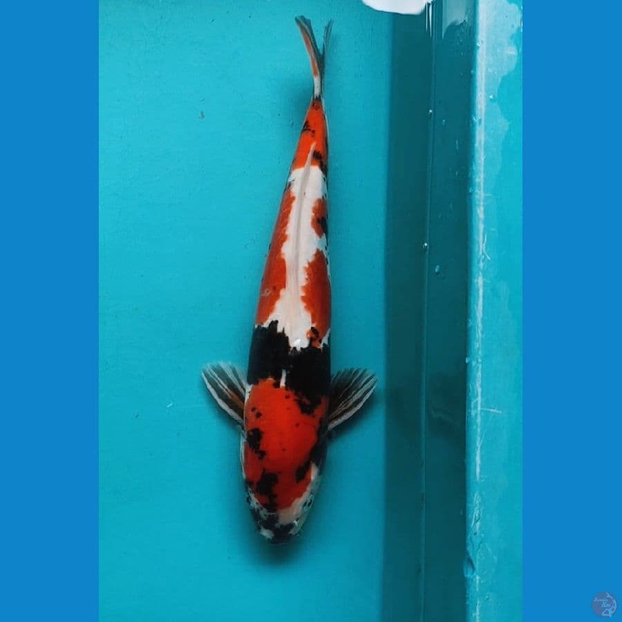 DOITSU SHOWA 33CM MALE