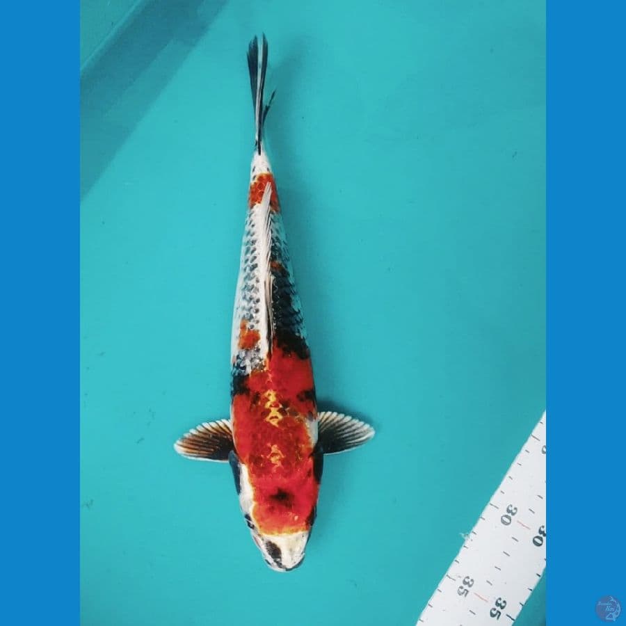 KIN SHOWA 30CM