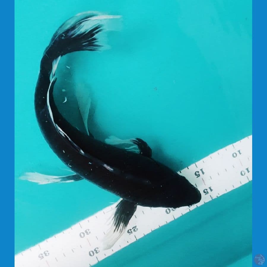 KUMPAY KAWARI 33CM (SIRIP KECIL SEBELAH)