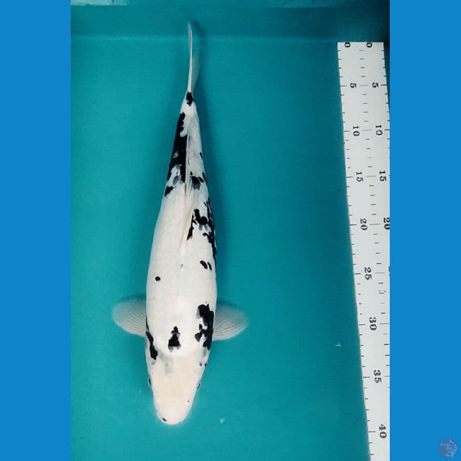 MATSUKAWABAKE EVO 38CM FM
