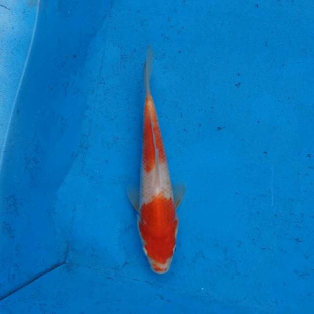 Kanoko Kohaku Ori F1