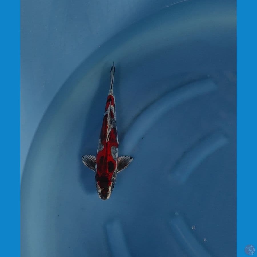 antiakan original 33cm male