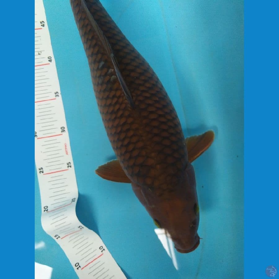chagoi 44cm