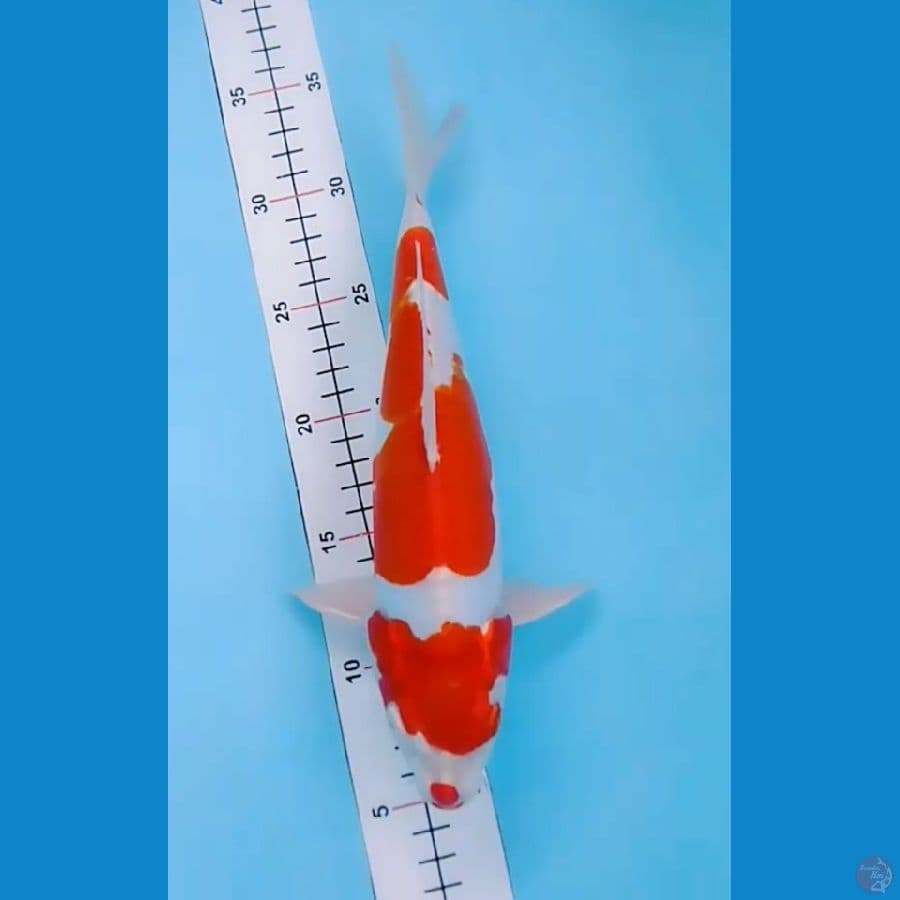 kohaku hikari 28 cm
