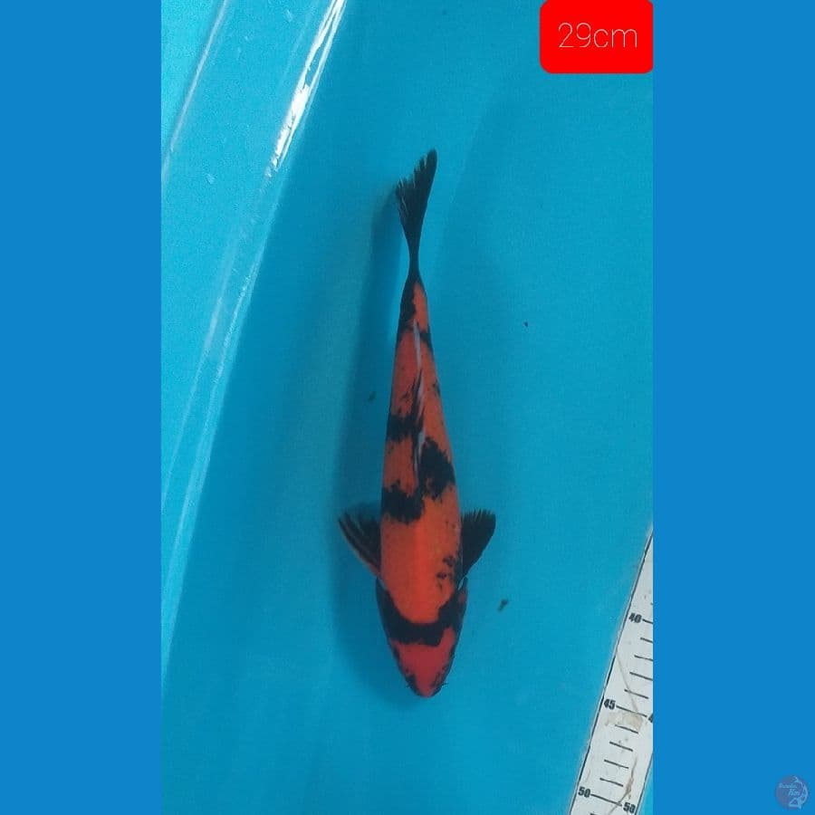 HIU 29CM