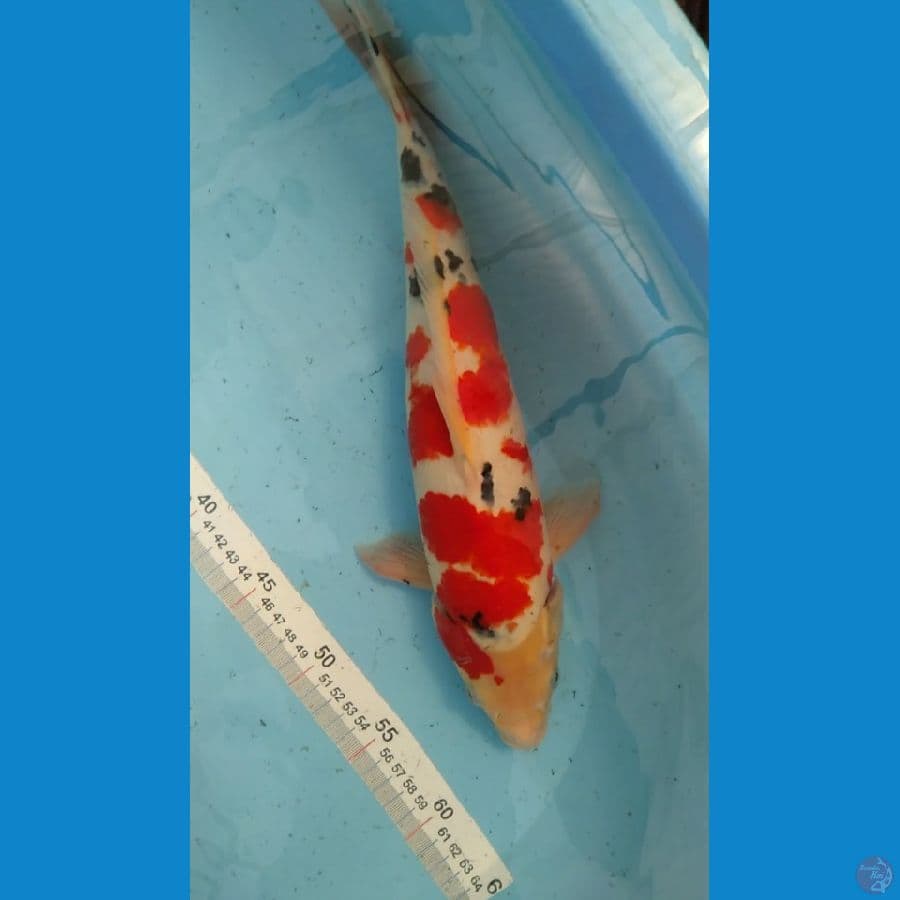 SANKE 37CM