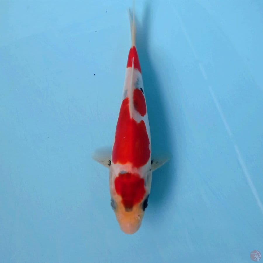 showa doitsu, 18 cm
