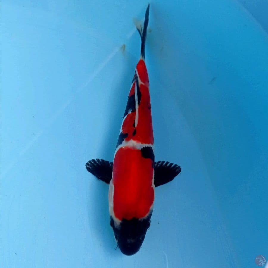 showa doitsu, 17 cm