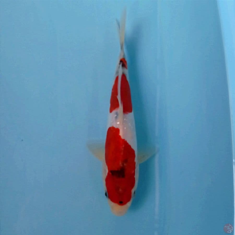 showa doitsu, 24 cm