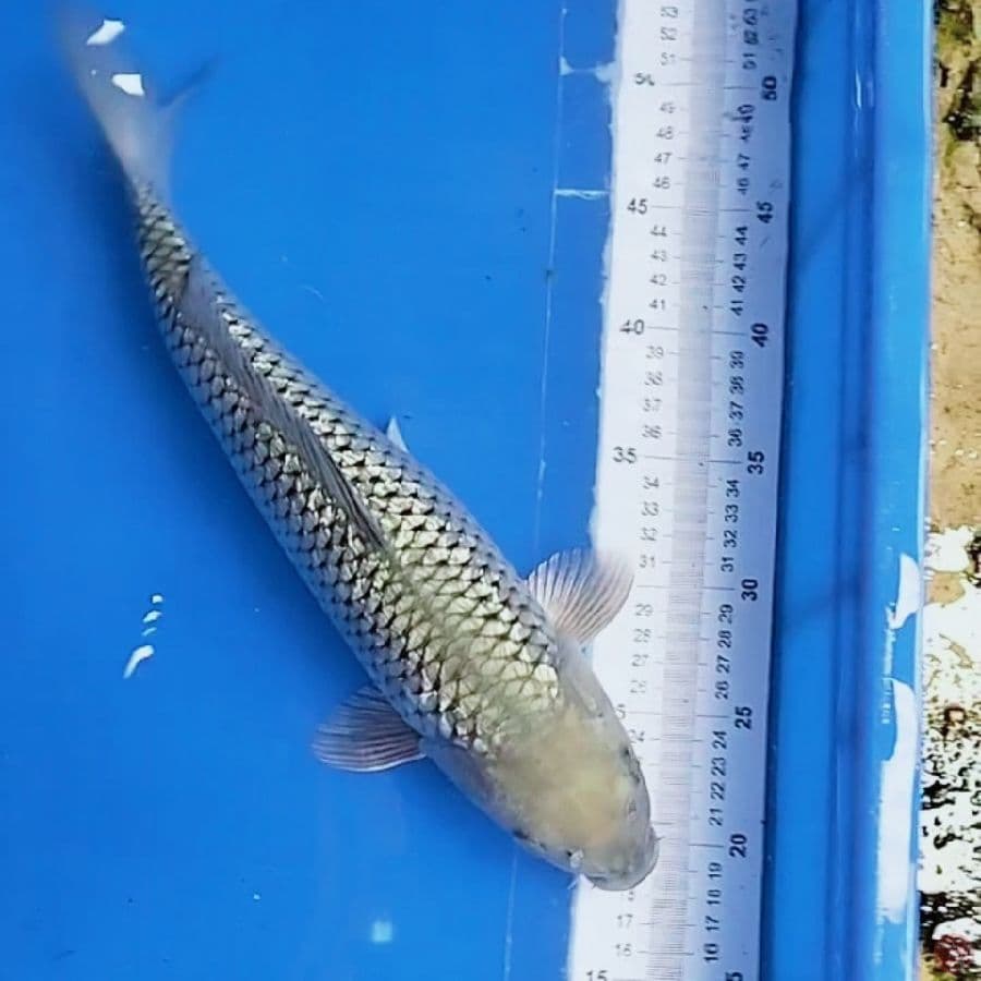 suragoi gindrin 39cM