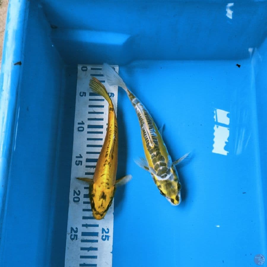 banana v kikko