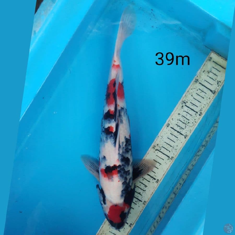 Maruten Showa, 39cm male