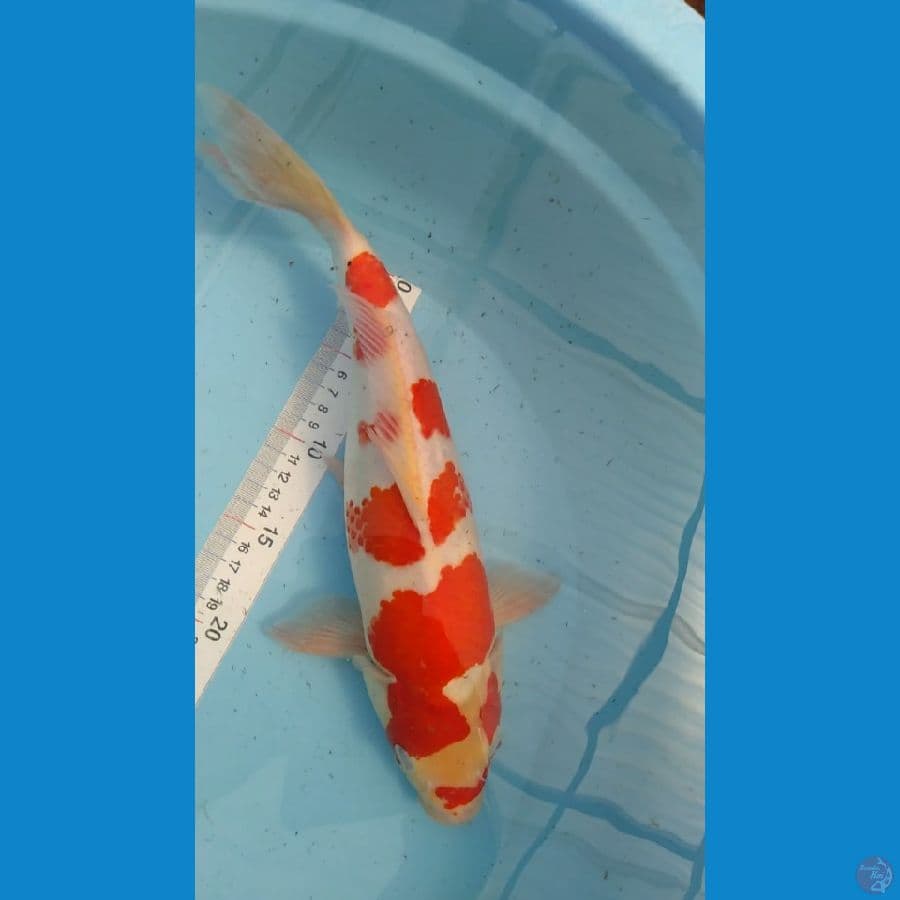 KOHAKU KANOKO 35CM