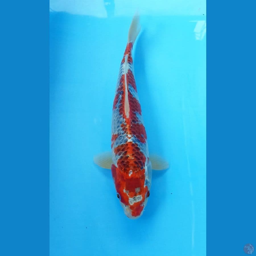 Goshiki 35cm/m
