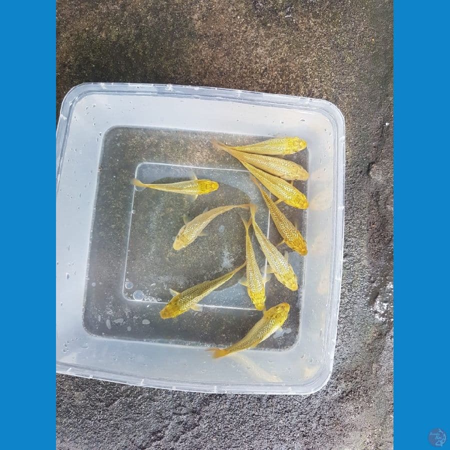 Paket minions 10 ekor 9-11cm karasi karamel fuull ginrin banyak SQ nya