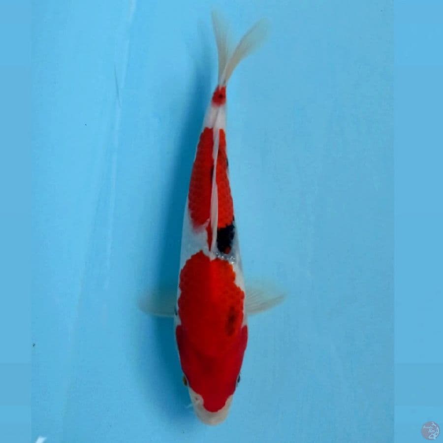 showa, 23 cm