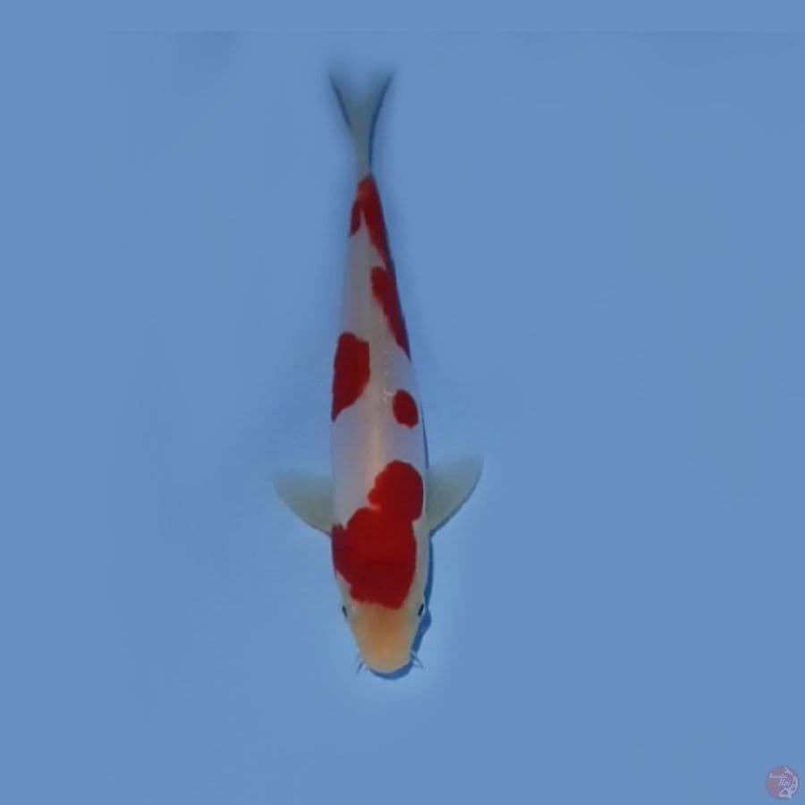 HQ Doitsu Kohaku 20.Cm