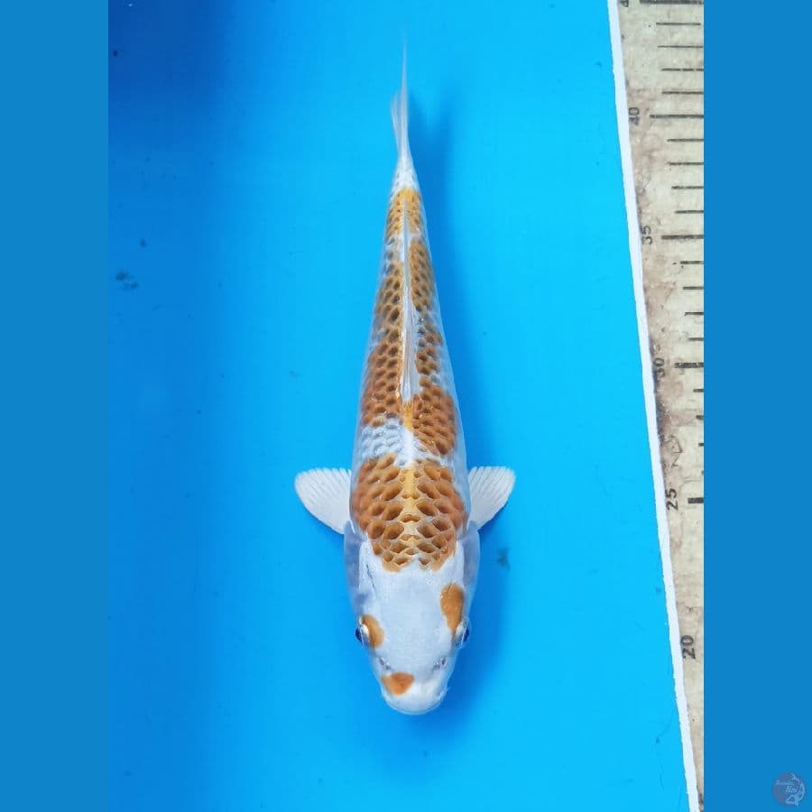 Kujaku 23cm