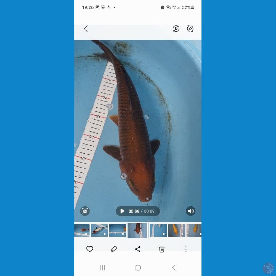 38cm Chagoi