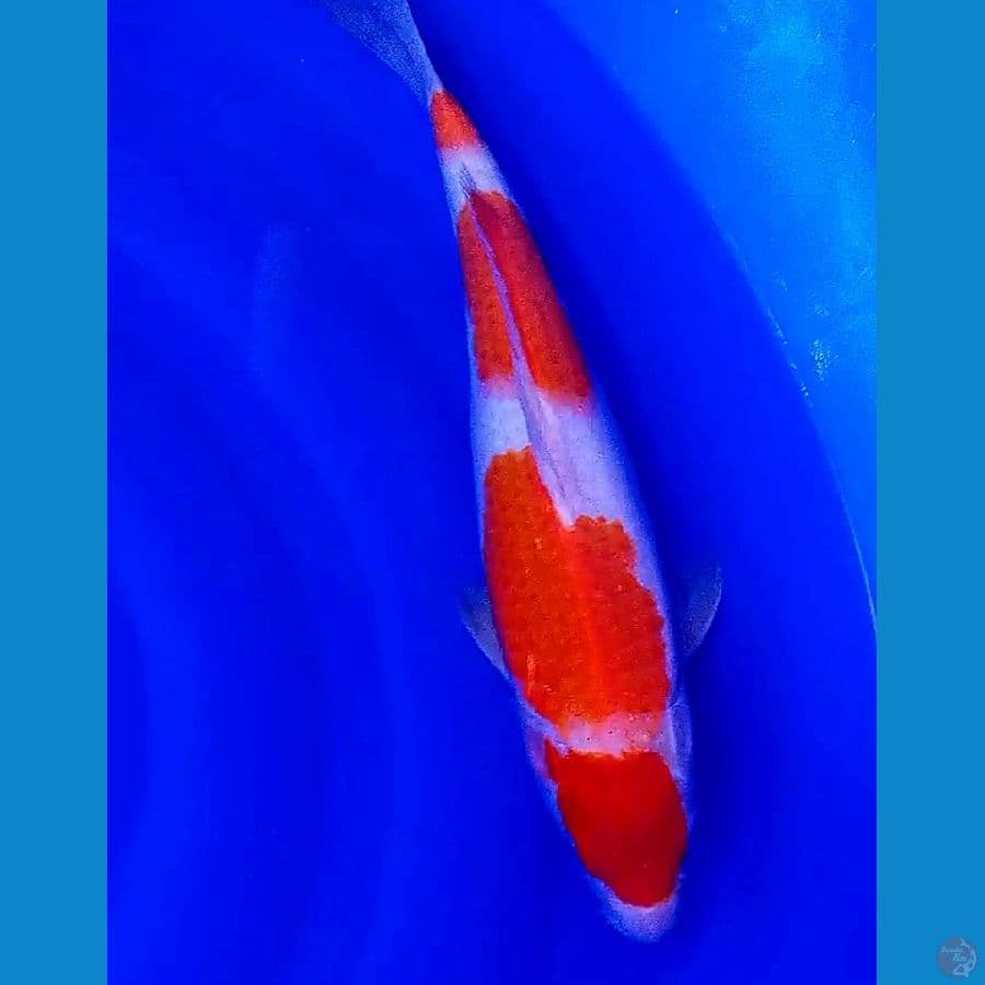 kohaku f 36 cm