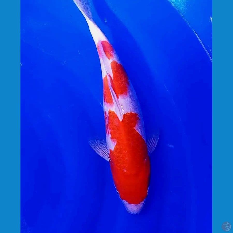 kohaku 33 cm