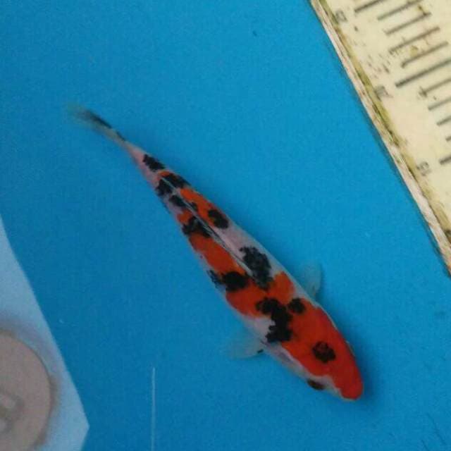 SANKE QUALITY FIMALE 21CM