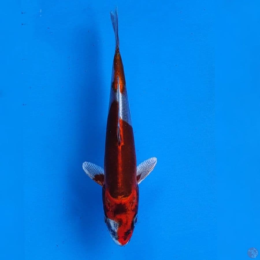 Genjiro Kiko