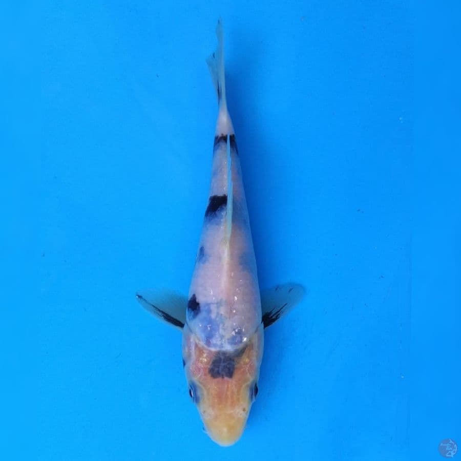 Okawa Shiro