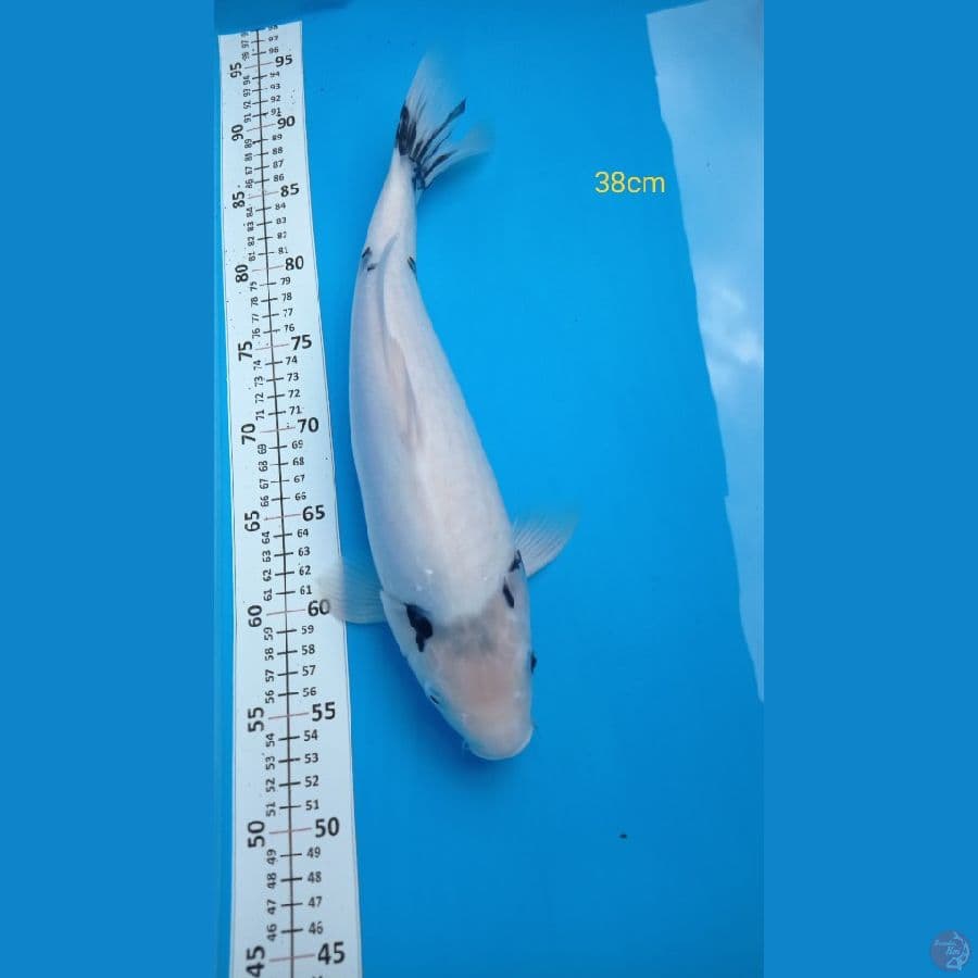 shiro 38cm F