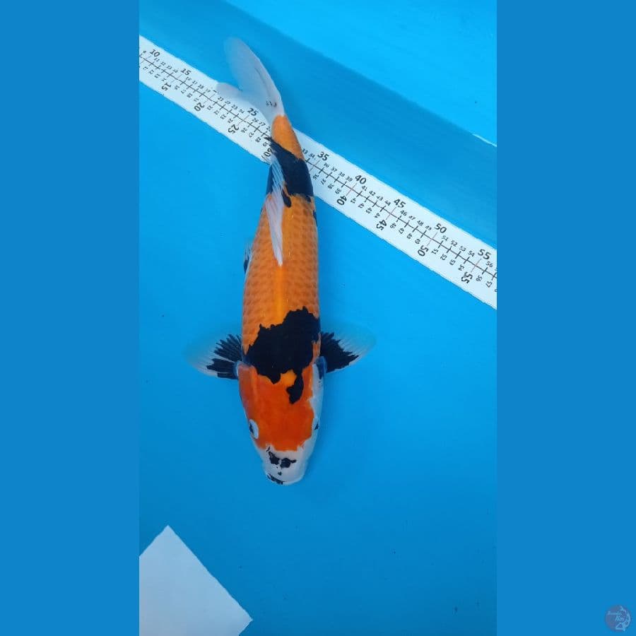 hi showa 45cm M