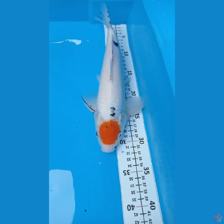 tanco sanke 32cm