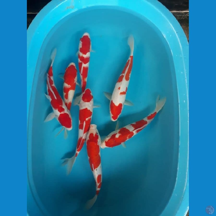 Paket Kohaku Strong 29-35cm