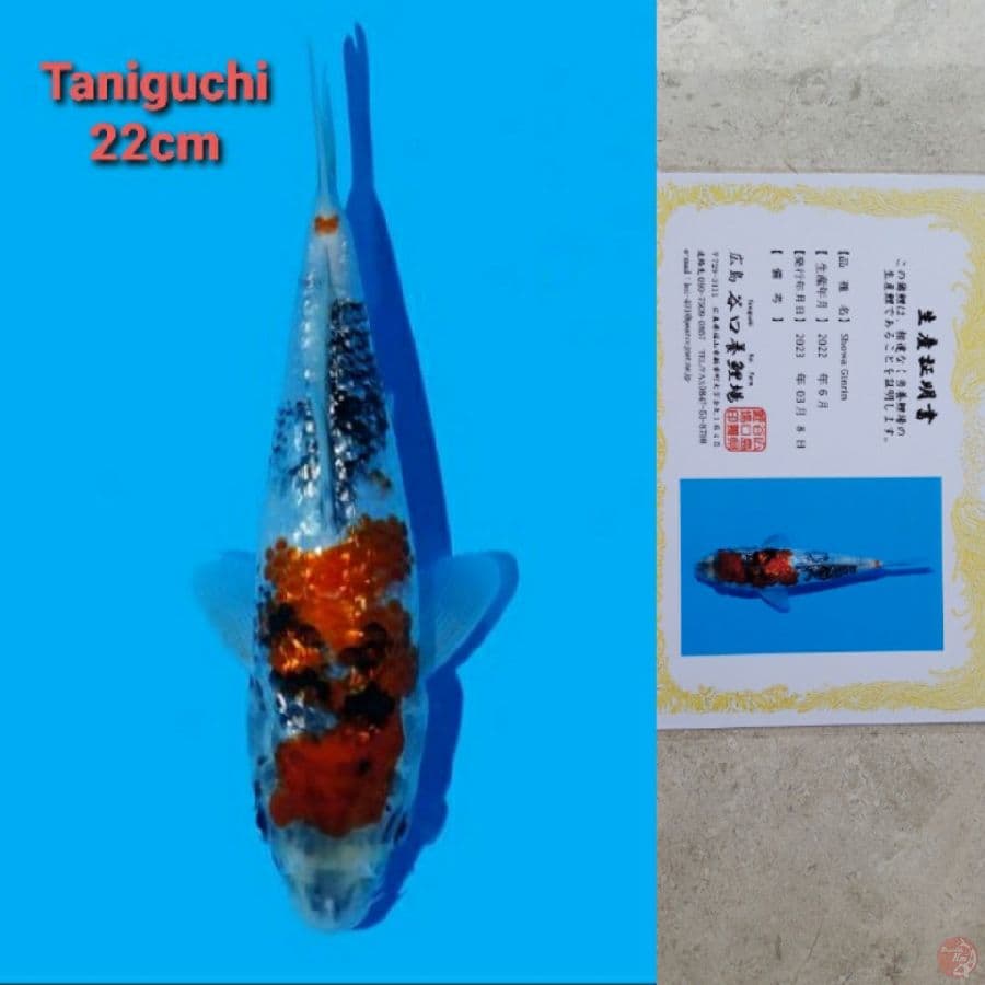 TANIGUCHI SHOWA GINRIN 22CM SERTI