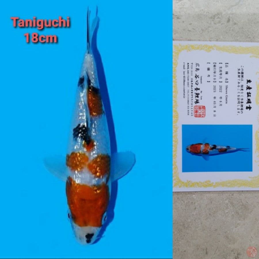 TANIGUCHI SHOWA GINRIN 18CM SERTI