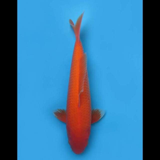35cm Fml - F1 AKa Hajiro SQ Jumbo Tosai